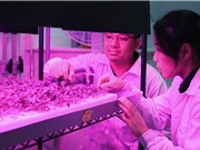 Cảm biến nano đầu tiên phát hiện sắt theo thời gian thực trong cây trồng