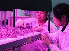 Cảm biến nano đầu tiên phát hiện sắt theo thời gian thực trong cây trồng