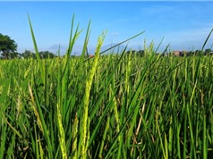 Tiến hóa không qua chọn lọc tự nhiên: Trường hợp cây lúa chịu được giá lạnh