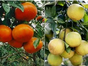 Hà Tĩnh: Nhân giống cam bù Hương Sơn và cam giòn Thượng Lộc “sạch bệnh” 
