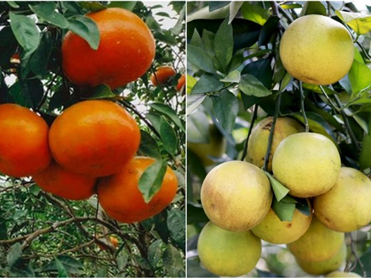Hà Tĩnh: Nhân giống cam bù Hương Sơn và cam giòn Thượng Lộc “sạch bệnh” 