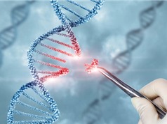 Các nhà khoa học kêu gọi châu Âu cho phép chỉnh sửa gene trong nông nghiệp hữu cơ