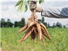 Ethanol từ sắn - giải pháp nhiên liệu bền vững 