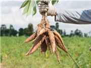 Ethanol từ sắn - giải pháp nhiên liệu bền vững 