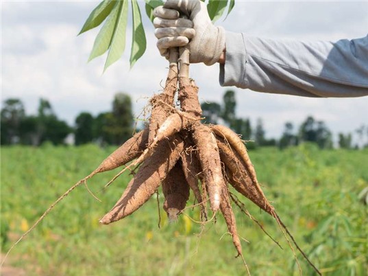 Ethanol từ sắn - giải pháp nhiên liệu bền vững 