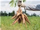 Ethanol từ sắn - giải pháp nhiên liệu bền vững 