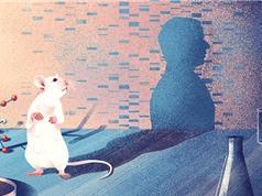 Kỹ thuật đột phá tạo ra chuột mang tế bào người