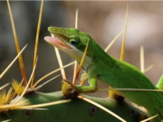 Học khả năng 'siêu chữa lành' của động vật