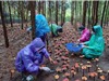 Thu hoạch nấm linh chi dưới tán rừng keo: Sinh kế xanh ở Gia Lai