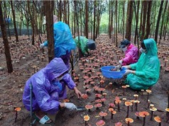 Thu hoạch nấm linh chi dưới tán rừng keo: Sinh kế xanh ở Gia Lai