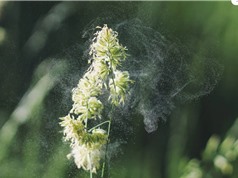 Lịch sử ẩn giấu trong phấn hoa