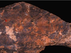 Cách xử lý thực phẩm của người Neanderthal