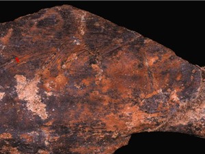Cách xử lý thực phẩm của người Neanderthal