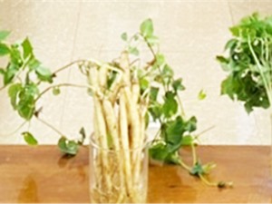 Gia Lai: Trồng sâm non bằng phương pháp khí canh