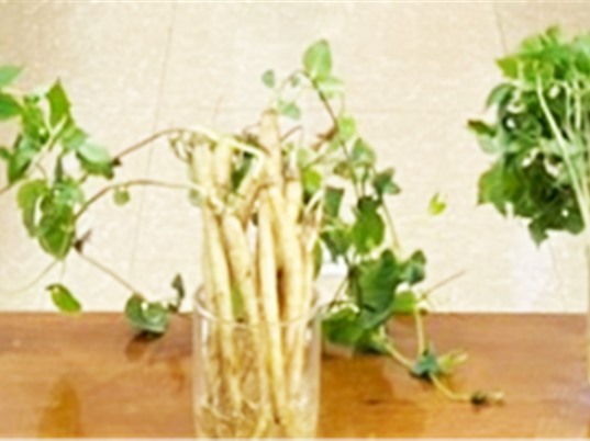 Gia Lai: Trồng sâm non bằng phương pháp khí canh