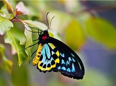 Hiện tượng El Niño do biến đổi khí hậu gây ra làm giảm số lượng côn trùng nhiệt đới