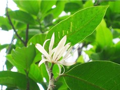 Tiềm năng hỗ trợ kiểm soát đường huyết của lá giổi nhung 