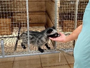 Phát hiện mới về nguy cơ nhiễm virus ở những người chăn nuôi động vật hoang dã