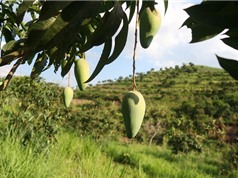 Úc hỗ trợ nông dân Tây Bắc ứng dụng công nghệ số 