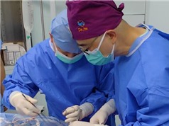 Phổi lợn chỉnh sửa gene hoạt động 9 ngày trong cơ thể người