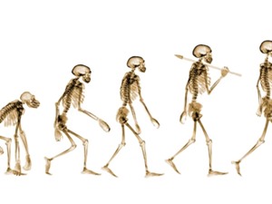 Hai bước phát triển độc đáo ở xương chậu giúp con người đứng thẳng