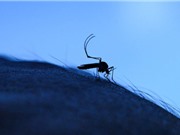 Khi nào sốt xuất huyết bùng phát?