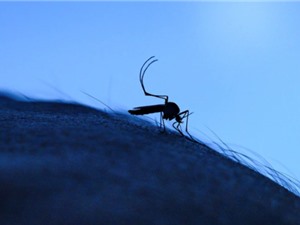 Khi nào sốt xuất huyết bùng phát?