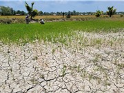 Di cư do biến đổi khí hậu ở ĐBSCL: Động lực và hệ lụy