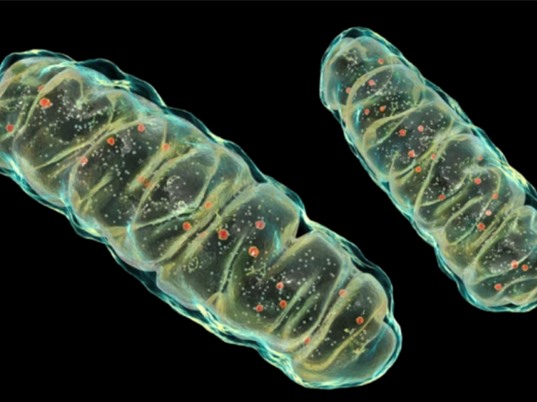 Phát hiện đột phá về phản ứng viêm liên quan đến lão hóa