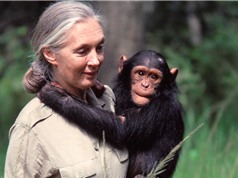 Jane Goodall: Đại sứ bảo vệ động vật hoang dã