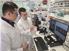 Vật liệu cấy ghép chỉnh hình từ vật liệu nano dựa trên kim loại lỏng