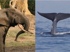 Vì sao các loài vật khổng lồ ít bị ung thư?