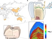 Chì định hình quá trình tiến hóa của con người từ hàng triệu năm trước