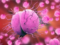 Khai thác nguồn gen vi khuẩn não mô cầu phục vụ chẩn đoán và phòng bệnh