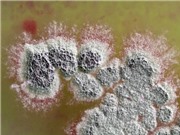 Kháng sinh có thể tiêu diệt siêu vi khuẩn được phát hiện trong vi khuẩn đất