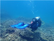 Phát hiện loài rong nâu vôi hóa cực hiếm tại Nha Trang