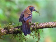 Danh mục toàn diện đầu tiên về các loài chim ở Việt Nam