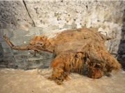 Xác ướp voi ma mút có niên đại 50.000 năm tuổi cung cấp RNA lâu đời nhất từng được tìm thấy