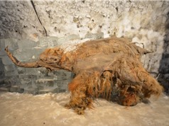 Xác ướp voi ma mút có niên đại 50.000 năm tuổi cung cấp RNA lâu đời nhất từng được tìm thấy