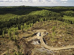 Cam kết về khí hậu tại COP30 đang tập trung vào các sáng kiến loại bỏ carbon phi thực tế