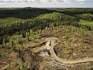 Cam kết về khí hậu tại COP30 đang tập trung vào các sáng kiến loại bỏ carbon phi thực tế