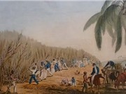 Lịch sử đắng cay của đường