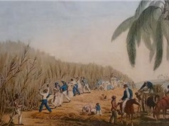 Lịch sử đắng cay của đường