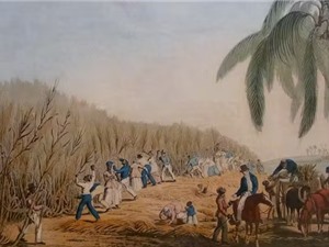 Lịch sử đắng cay của đường