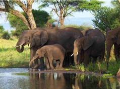 Châu Phi có nhiều động vật trên cạn lớn nhất thế giới?