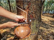 Rất khó truy xuất nguồn gốc cà phê, cao su và gỗ của nông hộ