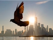 Bồ câu cảm nhận từ trường Trái đất theo một cách mới