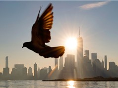 Bồ câu cảm nhận từ trường Trái đất theo một cách mới