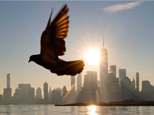 Bồ câu cảm nhận từ trường Trái đất theo một cách mới