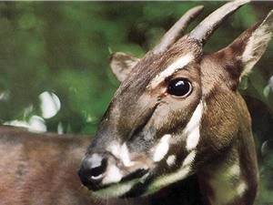 Từ phát hiện đột phá về bộ gene Sao La ở Việt Nam: Nghiên cứu gene giúp bảo tồn động vật hoang dã